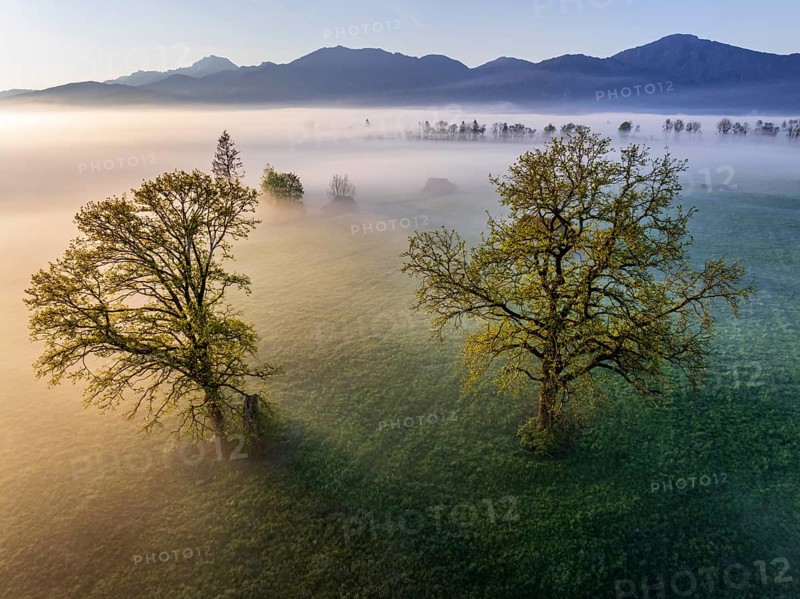 Aerial view, trees, light green leaves, oak, morning light, fog, mountains, sunny, backlight, spring, Loisach-Lake Kochel-Moore, foothills of the Alps, Bavaria, Germany, Europe