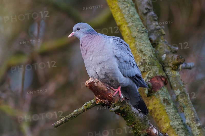 Stock Dove (Columba oenas), North Rhine-Westphalia, Germany, Europe