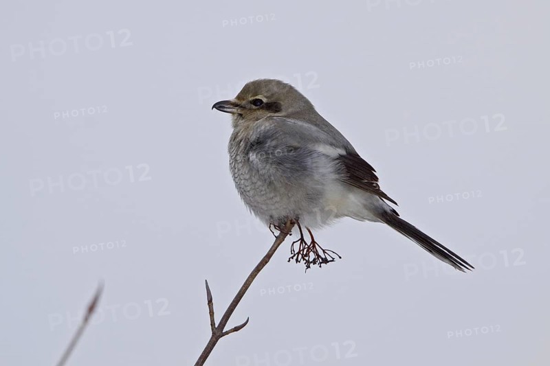 Great Grey Shrike (Lanius excubitor) female, Ontario, Canada, North America