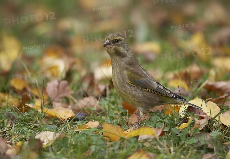 European Greenfinch (Chloris chloris), Mecklenburg-Western Pomerania, Germany, Europe