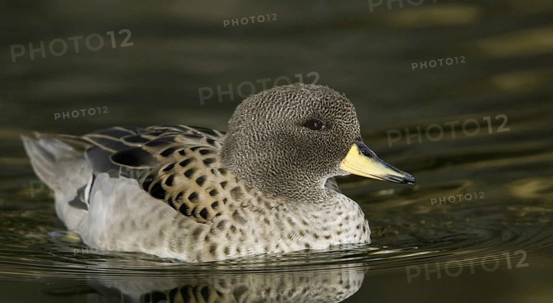 Yellow-billed Teal (Anas flavirostris), Arizona, USA, North America
