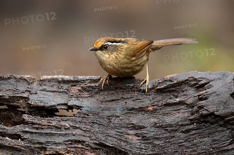 Braunkappenalcippe (Alcippe dubia), Yunnan, China, Asia