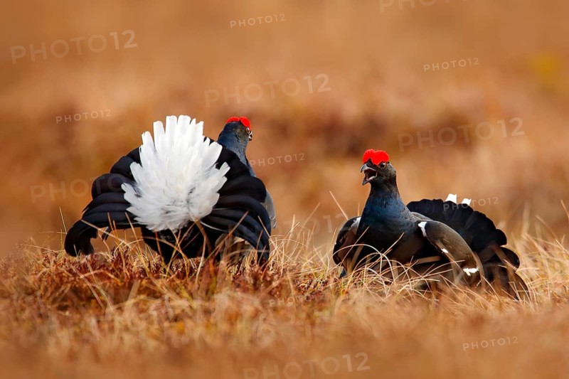 Two Black grouse fight on the bog meadow. Lekking nice bird Grouse, Tetrao tetrix, in marshland, Sweden. Spring mating season in the nature. Wildlife scene from north Europe