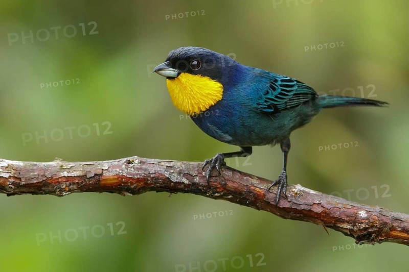 Purplish-mantled Tanager (Iridosornis porphyrocephalus) perched on a branch in the Andes Mountains of Colombia