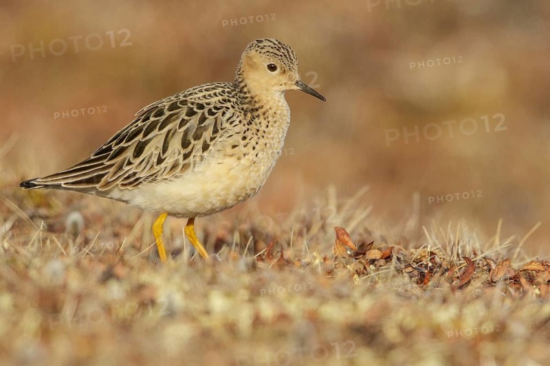 Buff-breasted Sandpiper (Calidris subruficollis) feeding on the tundra in Northern Alaska