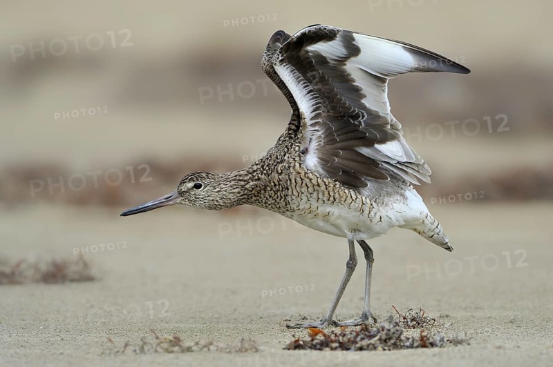 Willet (Tringa semipalmata), Texas, USA, North America