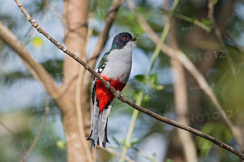 Cuban Trogon (Priotelus temnurus), Cuba, Central America