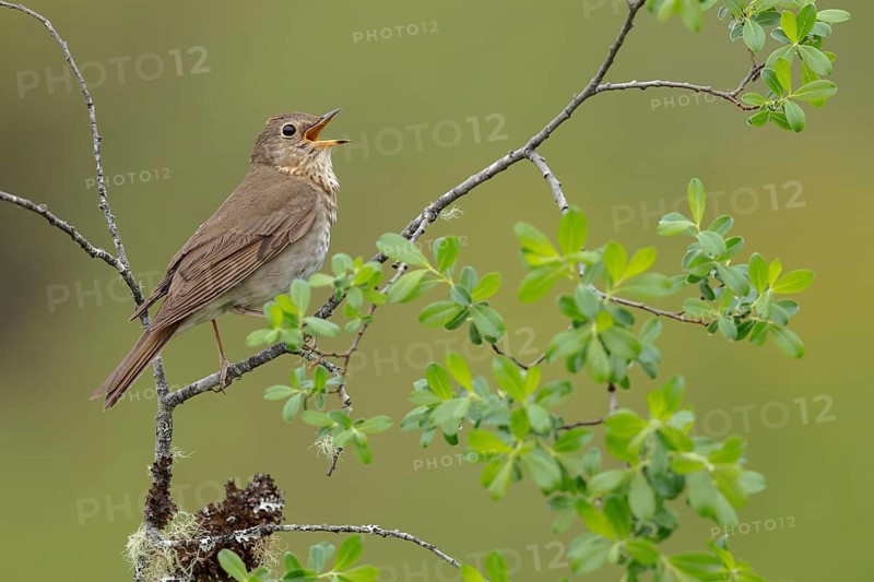 Swainson's Thrush (Catharus ustulatus) perched on a branch in Victoria, BC, Canada, North America