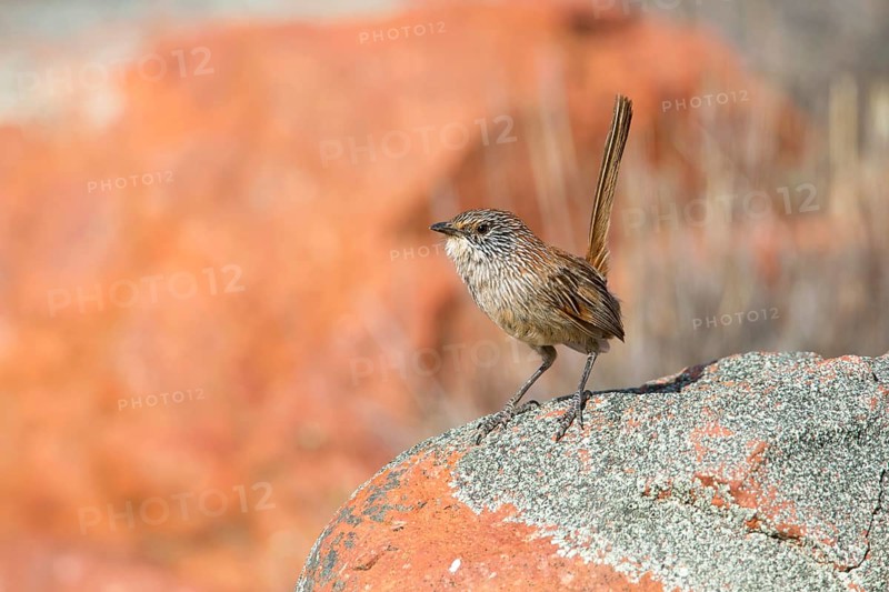 Short-tailed Grasswren (Amytornis merrotsyi), Australia, Oceania