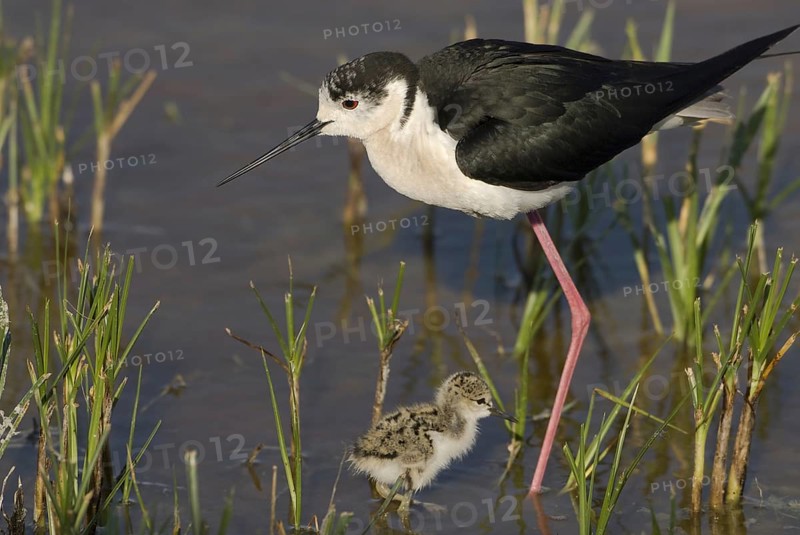 Black-winged Stilt (Himantopus himantopus) juvenile, Burgenland, Austria, Europe