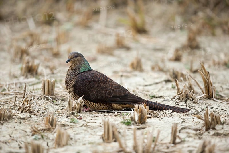 Barred Cuckoo-Dove (Macropygia unchall tusalia) foraging on ground, Punakha, Bhutan, Asia