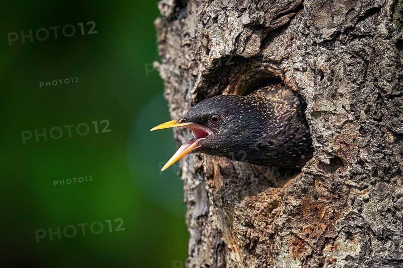Starling spring nesting in tree nest hole. European Starling, Sturnus vulgaris, dark bird in beautiful plumage with food, animal in the nature habitat in the nature, Germany, Europe
