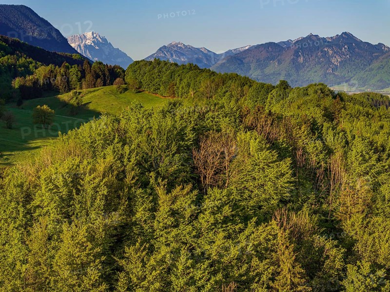 Aerial view, trees, forest, light green leaves, morning light, mountains, sunny, spring, near Murnau, Zugspitze, Wetterstein range, foothills of the Alps, Bavaria, Germany, Europe