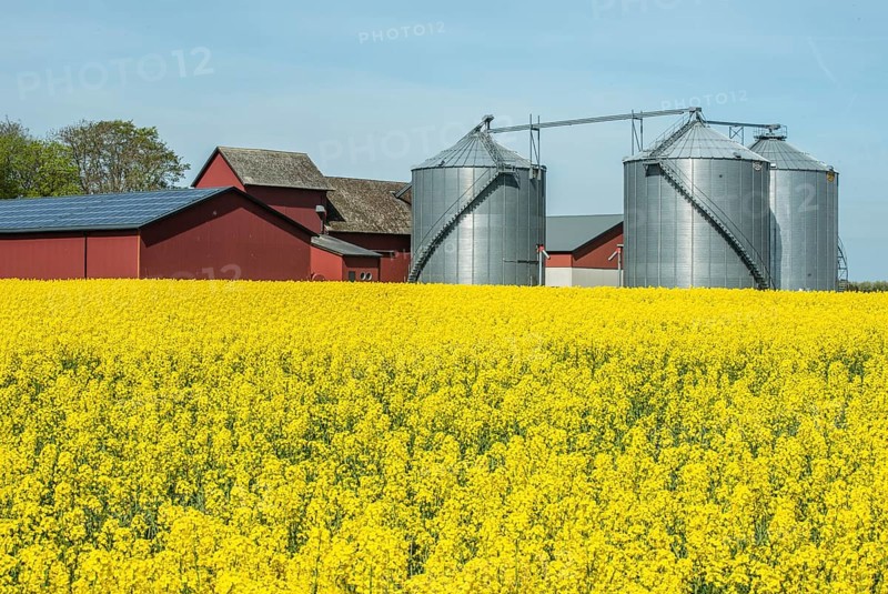 Farm with silos at field with blooming rapeseed in Skivarp, Skurup municipality, Skåne county, Sweden, Scandinavia, Europe