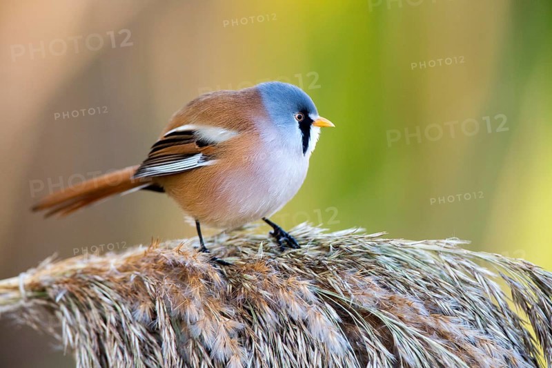 Bearded Reedling (Panurus biarmicus) male perched on reed, Castile-La Mancha, Spain, Europe