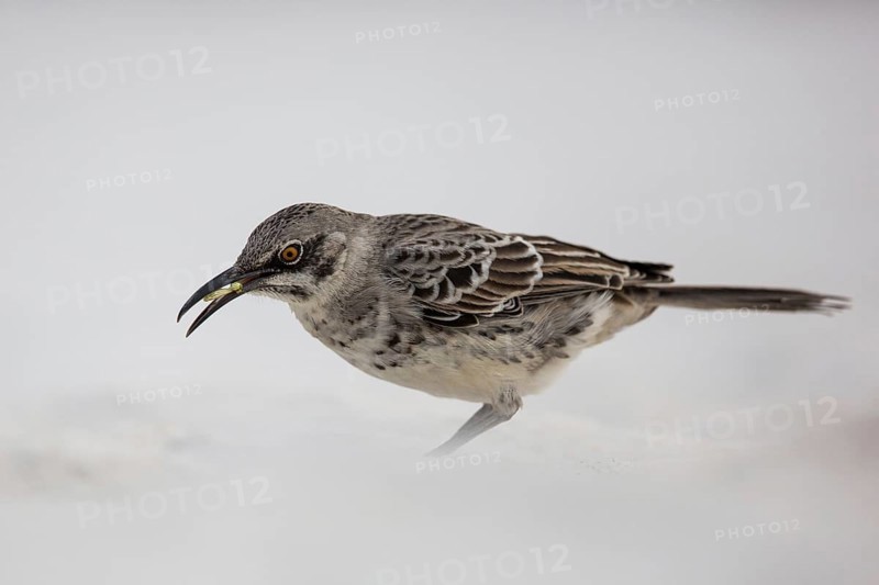 Hood Mockingbird (Mimus macdonaldi), Galapagos, Ecuador, South America
