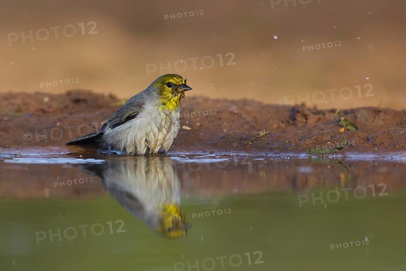Verdin (Auriparus flaviceps) bathing, Texas, USA, North America
