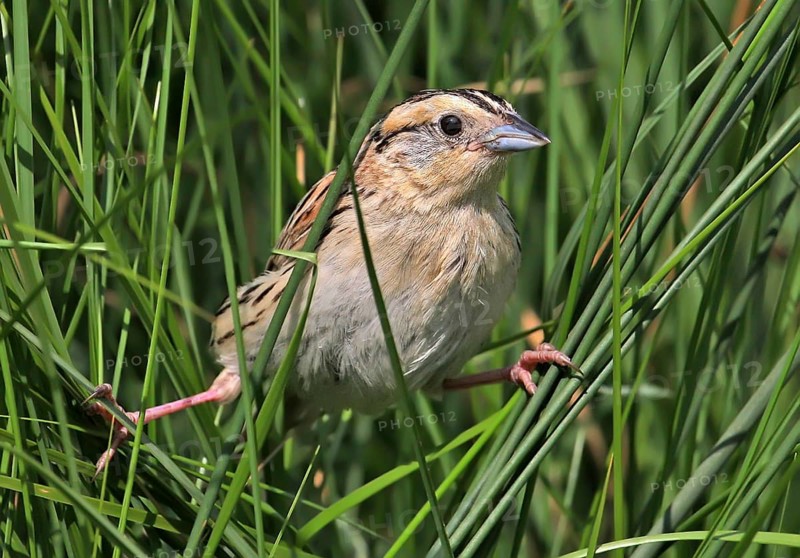 Le Conte's Sparrow (Ammodramus leconteii), Saskatchewan, Canada, North America