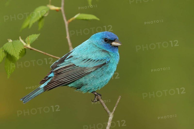 Indigo Bunting (Passerina cyanea) male, Ohio, USA, North America