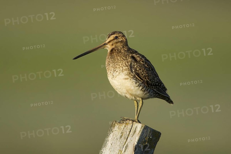 Common Snipe (Gallinago gallinago), Iceland, Europe