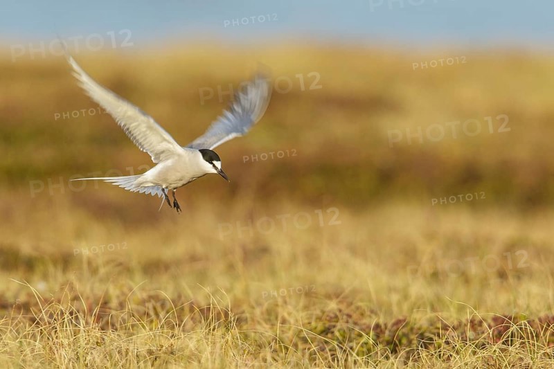 Aleutian Tern (Onychoprion aleuticus) flying near Nome, Alaska