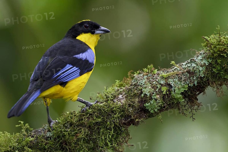 Blue-winged Mountain Tanager (Anisognathus somptuosus), Ecuador, South America