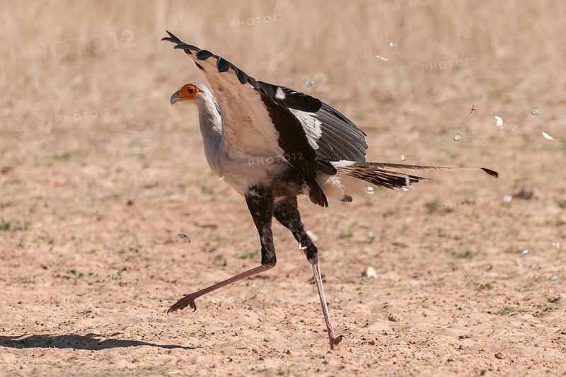 Secretarybird (Sagittarius serpentarius), Northern Cape, South Africa, Africa
