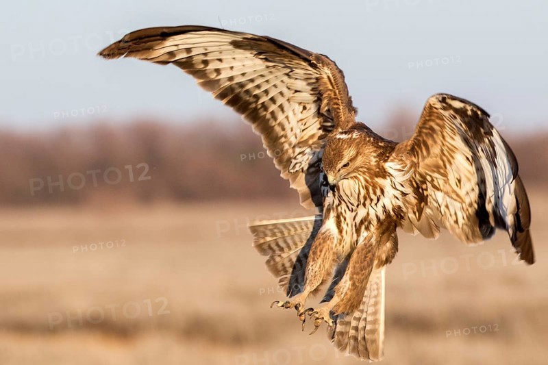 Common Buzzard (Buteo buteo) landing, Castile-La Mancha, Spain, Europe