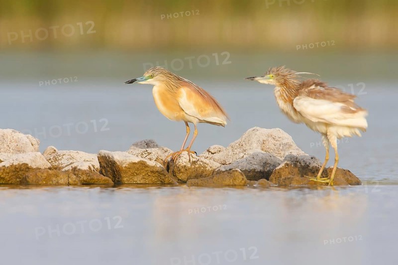 Squacco Heron (Ardeola ralloides), Croatia, Europe
