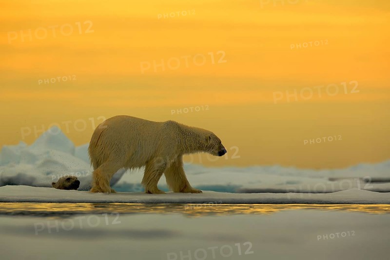 Polar bear on the drift ice with snow, with evening yellow sun, Svalbard, Norway, Europe