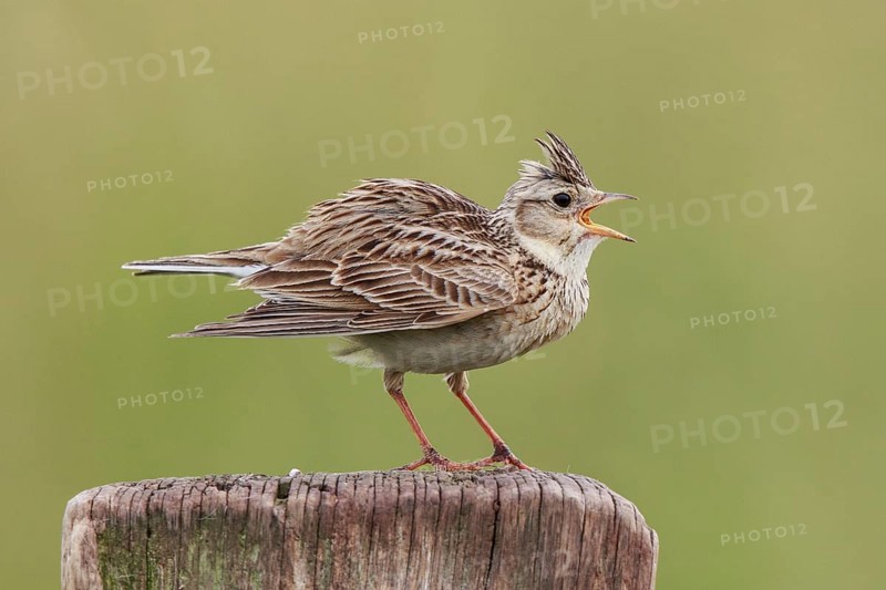 Eurasian Skylark (Alauda arvensis) singing from pale, North Rhine-Westphalia, Germany, Europe