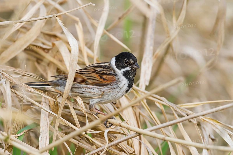 Reed Bunting - Rohrammer - Emberiza schoeniclus ssp. schoeniclus, Germany, adult male, Europe