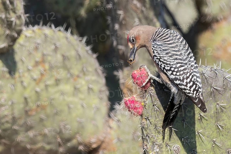 Grey-breasted Woodpecker (Melanerpes hypopolius) perched on a cactus in Oaxaca, Mexico, Central America