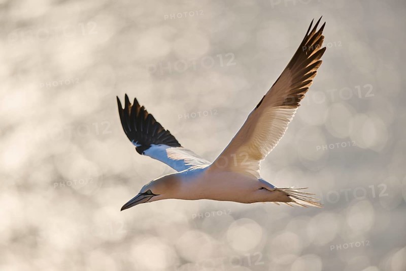 Northern gannet (Morus bassanus) flying over the sea, wildlife, Helgoland, Germany, Europe