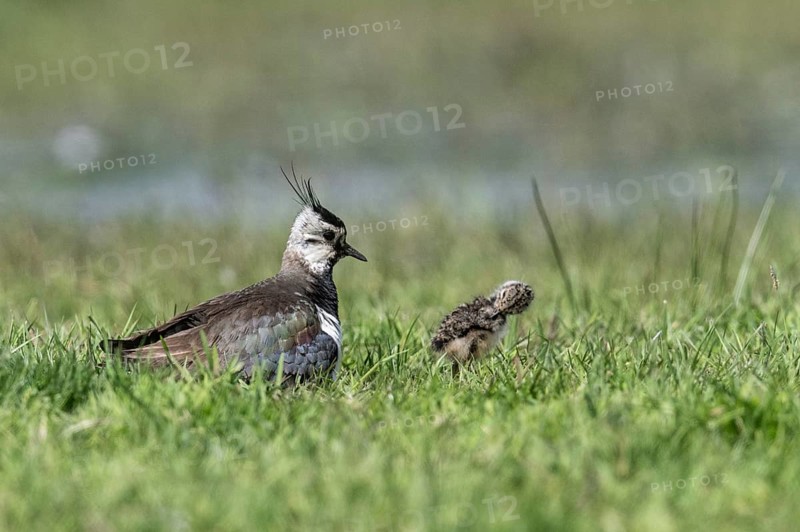 Lapwing (Vanellus vanellus) with young, Lower Saxony, Germany, Europe
