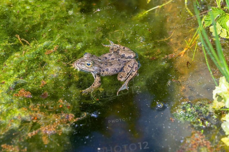 Grass frog (Rana temporaria) in a pond, Erlangen Botanical Garden, Middle Franconia, Bavaria, Germany, Europe