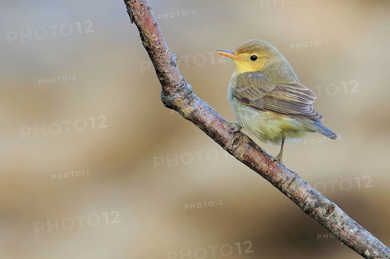 Melodious Warbler (Hippolais polyglotta) juvenile perched on a branch, Andalusia, Spain, Europe