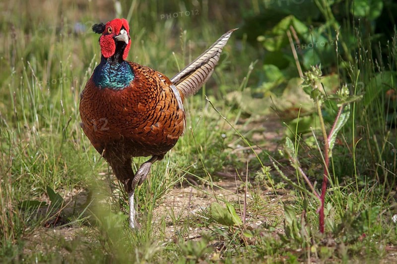 Common Pheasant (Phasianus colchicus) adult male, Bempton, United Kingdom, Europe