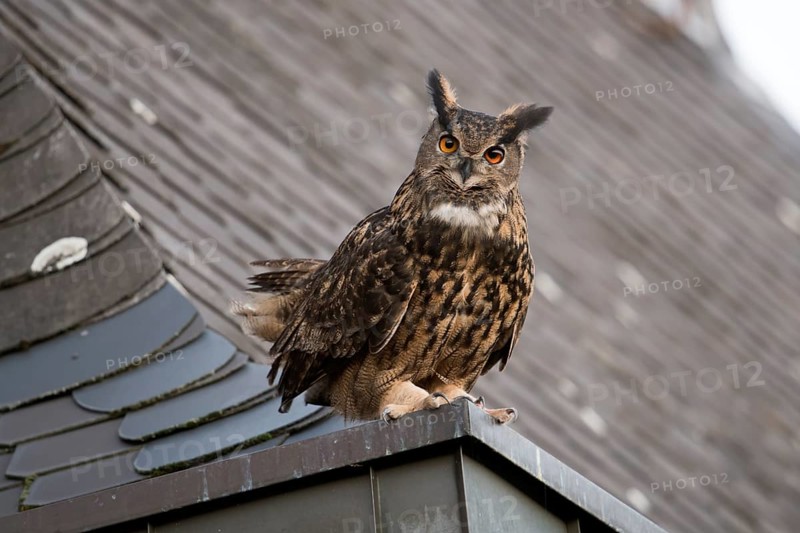 Eurasian Eagle-Owl (Bubo bubo) perched on the roof of a church, North Rhine-Westphalia, Germany, Europe