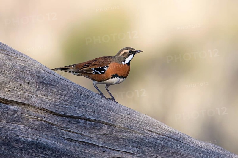 Chestnut-breasted Quail-thrush (Cinclosoma castaneothorax) male, New South Wales, Australia, Oceania