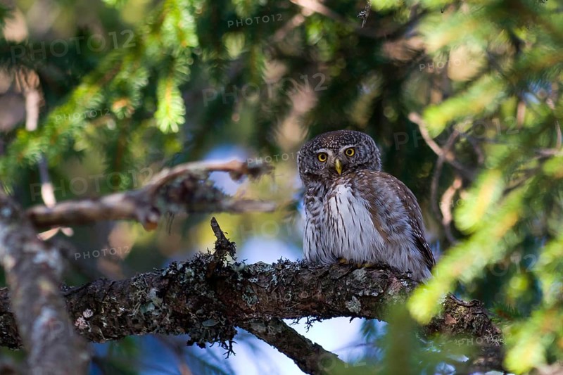 Eurasian Pygmy Owl (Glaucidium passerinum) female, Austria, Europe
