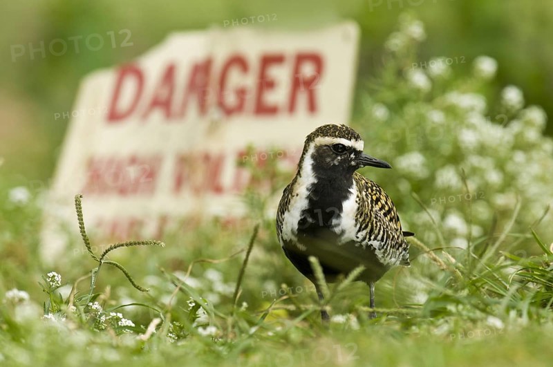Pacific Golden Plover (Pluvialis fulva), Hawaii, USA, North America