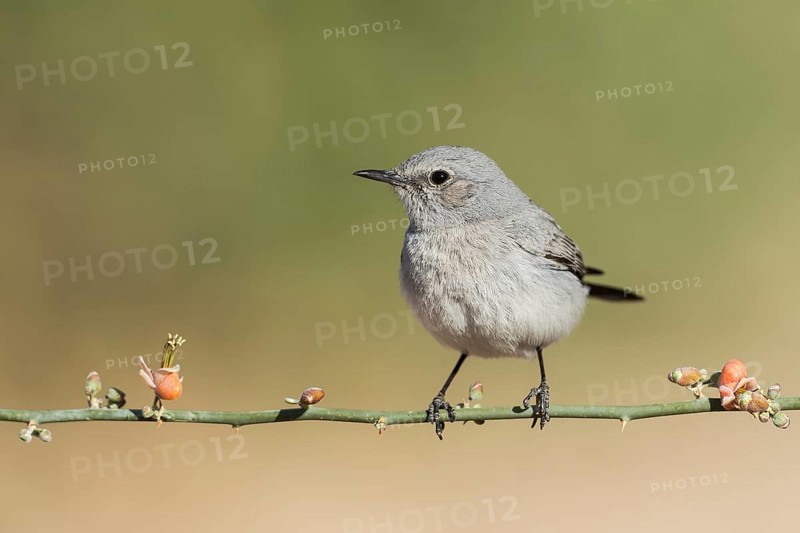 Blackstart (Oenanthe melanura), Eilat, Israel, Asia