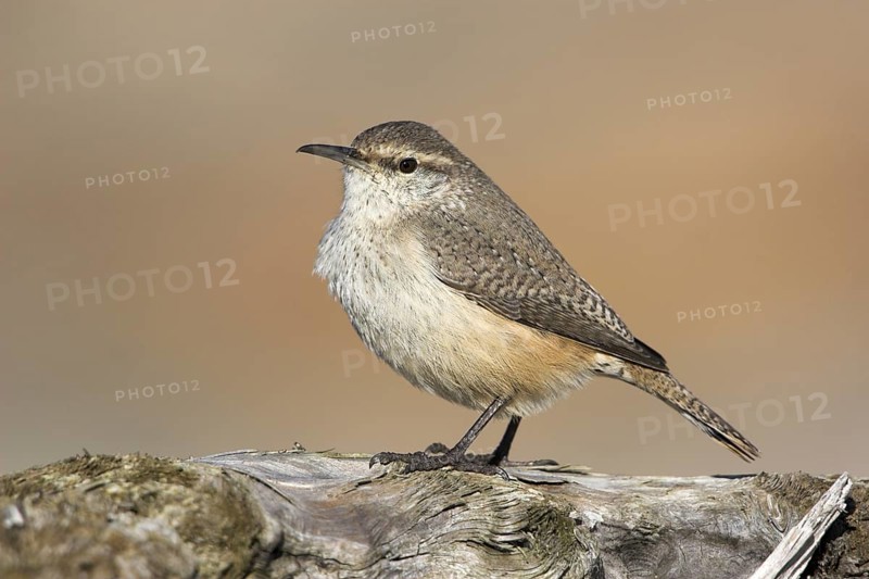 Rock Wren (Salpinctes obsoletus), British Columbia, Canada, North America