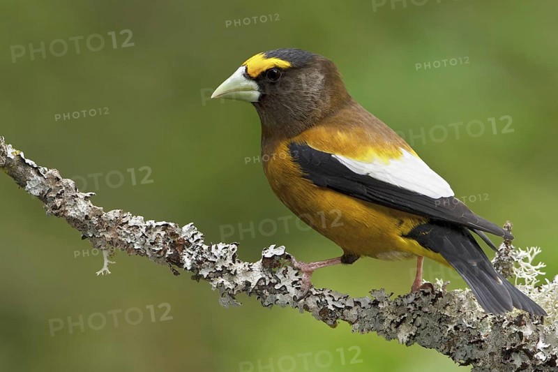 Evening Grosbeak (Hesperiphona vespertina) male, British Columbia, Canada, North America