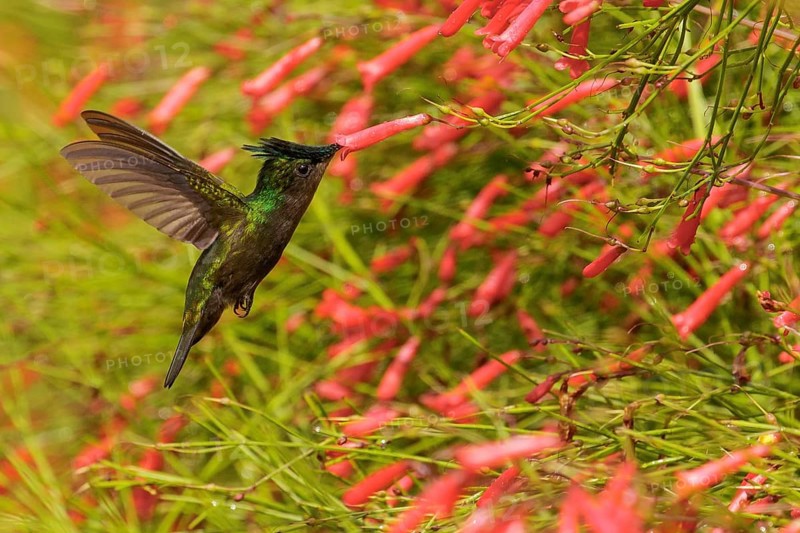 Antillean crested hummingbird (Orthorhyncus cristatus) flying and feeding at a flower on the Caribbean Island of Martinique