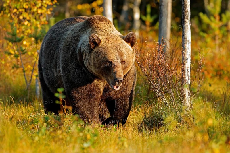 Bear hidden in yellow forest. Autumn trees with bear. Beautiful brown bear walking around lake with fall colours. Dangerous animal in nature wood, meadow habitat. Wildlife habitat from Finland
