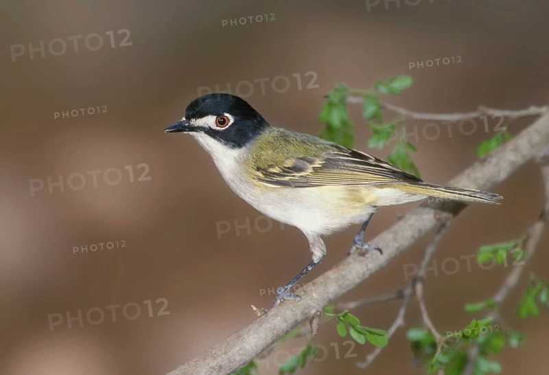 Black-capped Vireo (Vireo atricapilla), Texas, USA, North America