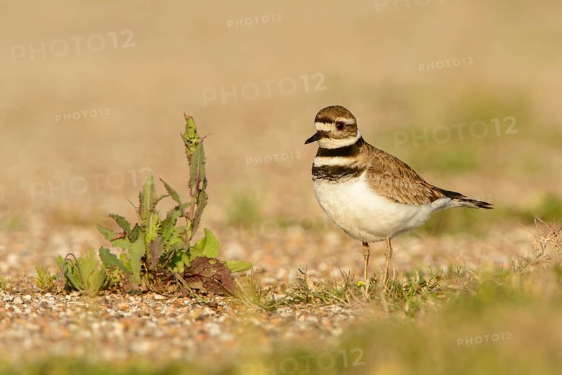 Killdeer (Charadrius vociferus) male, Texas, USA, North America