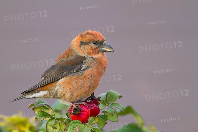 Common Crossbill - Fichtenkreuzschnabel - Loxia curvirostra ssp. curvirostra, Germany, adult male, Type C 'Glip Crossbill', Europe